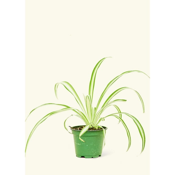 Chlorophytum Comosum Variegata Live Green Plant in 4" Pot