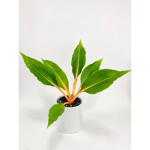 Chlorophytum 'Fire Flash' Green Orange Spider Plant