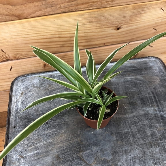 Chlorophytum Reverse Spider, 2" Plant