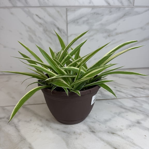 Chlorophytum Reverse Spider, 6" Plant