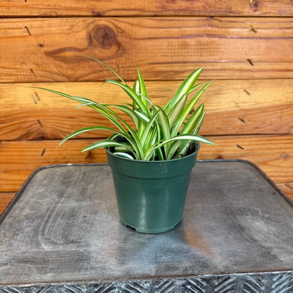 Chlorophytum Variegated Spider, 4" Plant