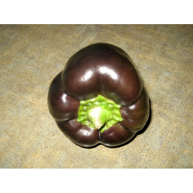 Chocolate Beauty Bell Pepper/Perennial/Full Sun/30 Seeds 1/4 Gram