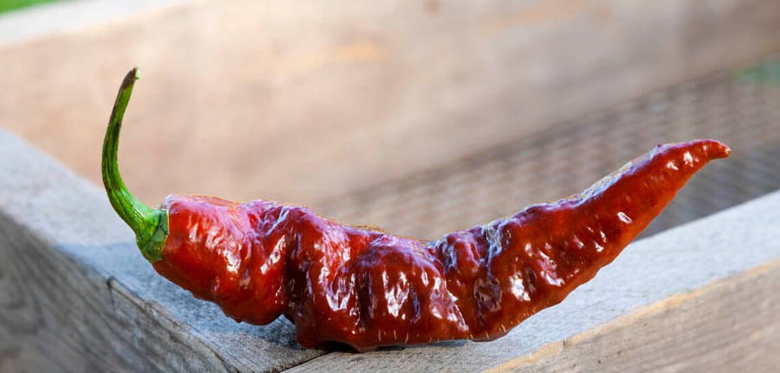 Chocolate Bhut Jolokia Heirloom Ghost Pepper Premium Seeds Packet ...