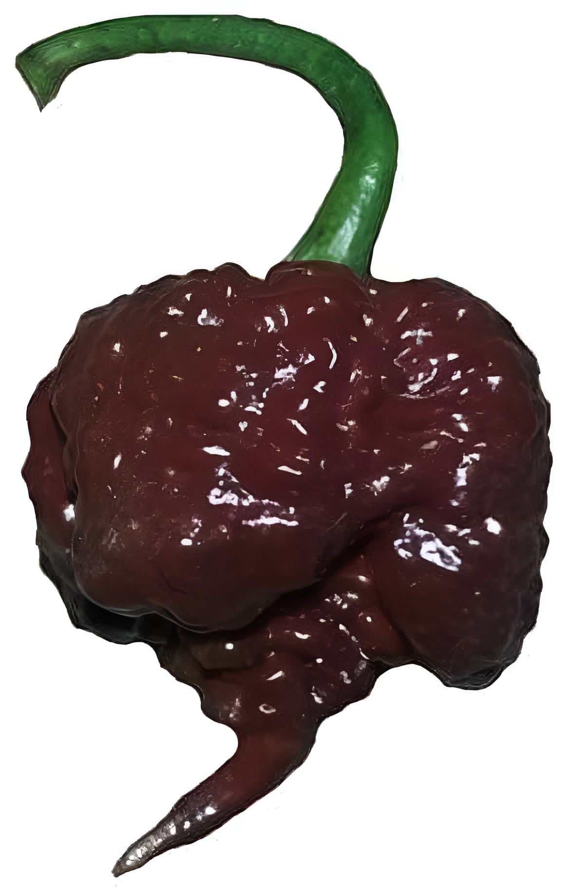 Sherwood's Seeds Chocolate Carolina Reaper Plant Seeds
