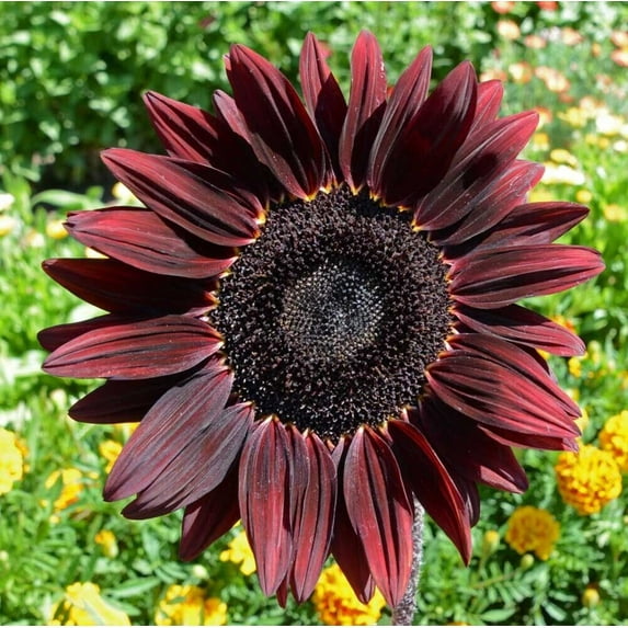 Chocolate Cherry Sunflower Seeds/ Annual/ Full Sun/780 Seeds 1 oz/ Zellajake Farm and Garden- B187
