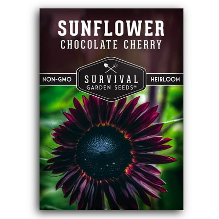 Chocolate Cherry Sunflower Seeds for Planting | Rare Burgundy Black Blooms, 6-7ft Giant Non-GMO Heirloom Flower (1 Pack)