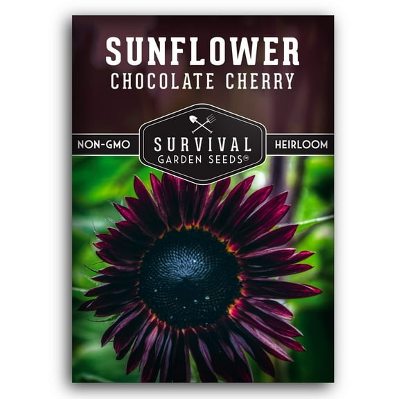 Chocolate Cherry Sunflower Seeds for Planting | Rare Burgundy Black Blooms, 6-7ft Giant Non-GMO Heirloom Flower (1 Pack)