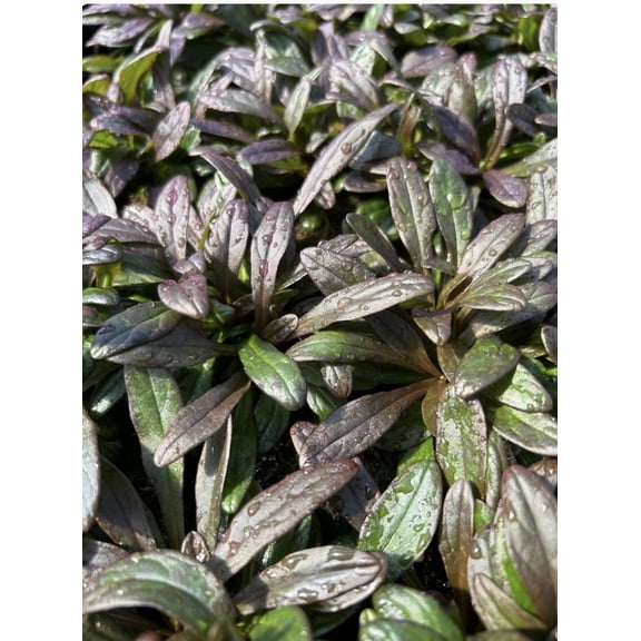 Chocolate Chip Ajuga - 3.5-inch Pot