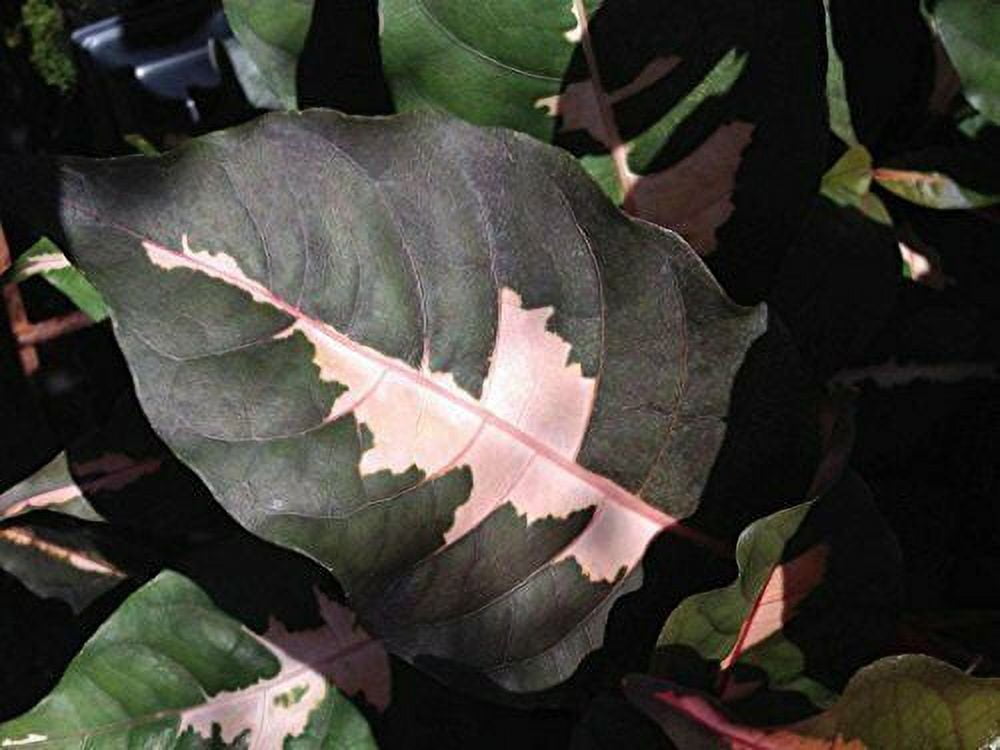 Chocolate Jamaican Croton Tropical Plant Bronze Pink Variegated Leaf ...