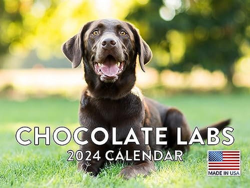 Chocolate Lab Calendar 2024
