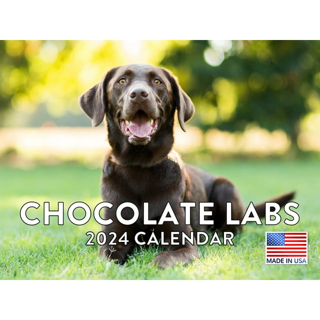 Chocolate Lab Dog 2024 Wall Calendar