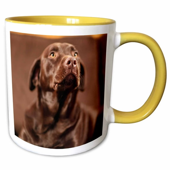 3drose, Chocolate Lab Pet Dog Labrador Retriever Photo, 11oz Two-tone Yellow Mug