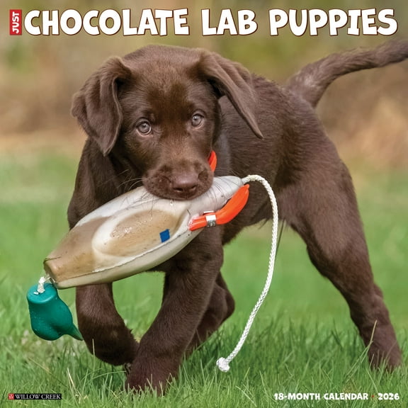 Chocolate Lab Puppies 2026 Wall Calendar