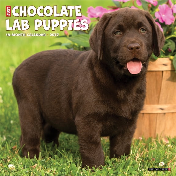 Chocolate Lab Puppies 2027 12 X 12 Wall Calendar, (Paperback)