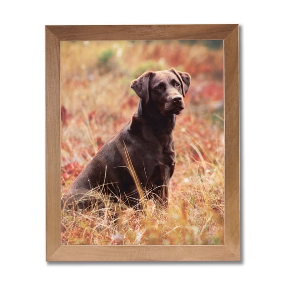 Chocolate Lab Puppy Dog Kids Room Animal Wall Picture Honey Framed Art Print