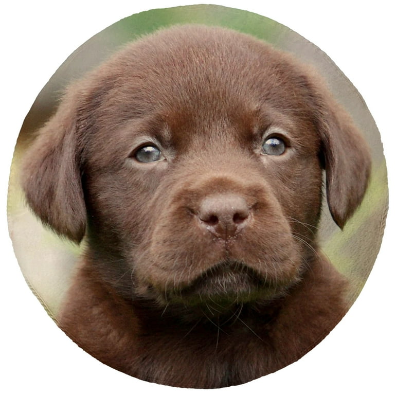 Chocolate lab items cheap