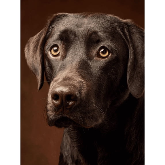 Chocolate Labrador Retriever Canvas Print, Wall Art for Living Room Bedroom Office Study Kitchen Cafe Decor