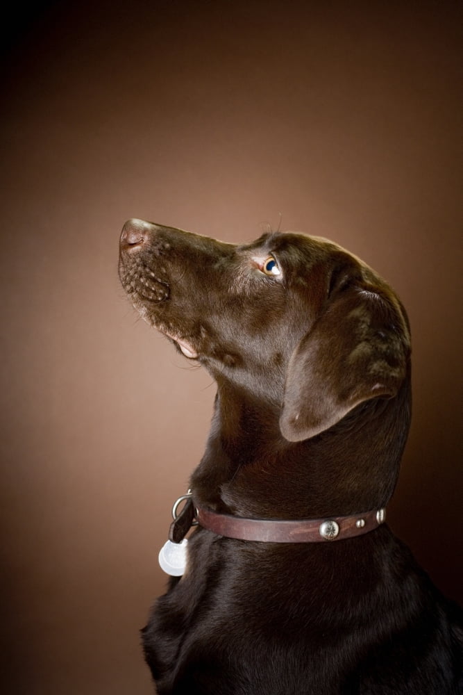 Chocolate Labrador Retriever Portrait Of A Labrador Canvas Art - David DuChemin Design Pics (12 x 19)