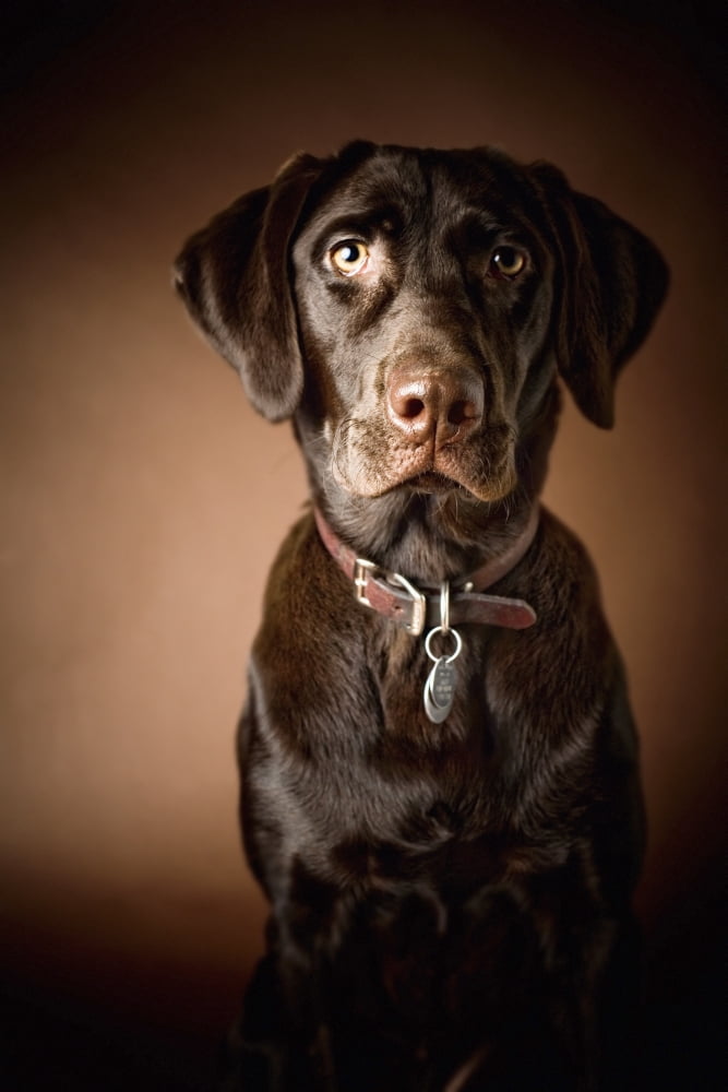 Chocolate Labrador Retriever Portrait Of A Labrador Canvas Art - David DuChemin Design Pics (12 x 19)