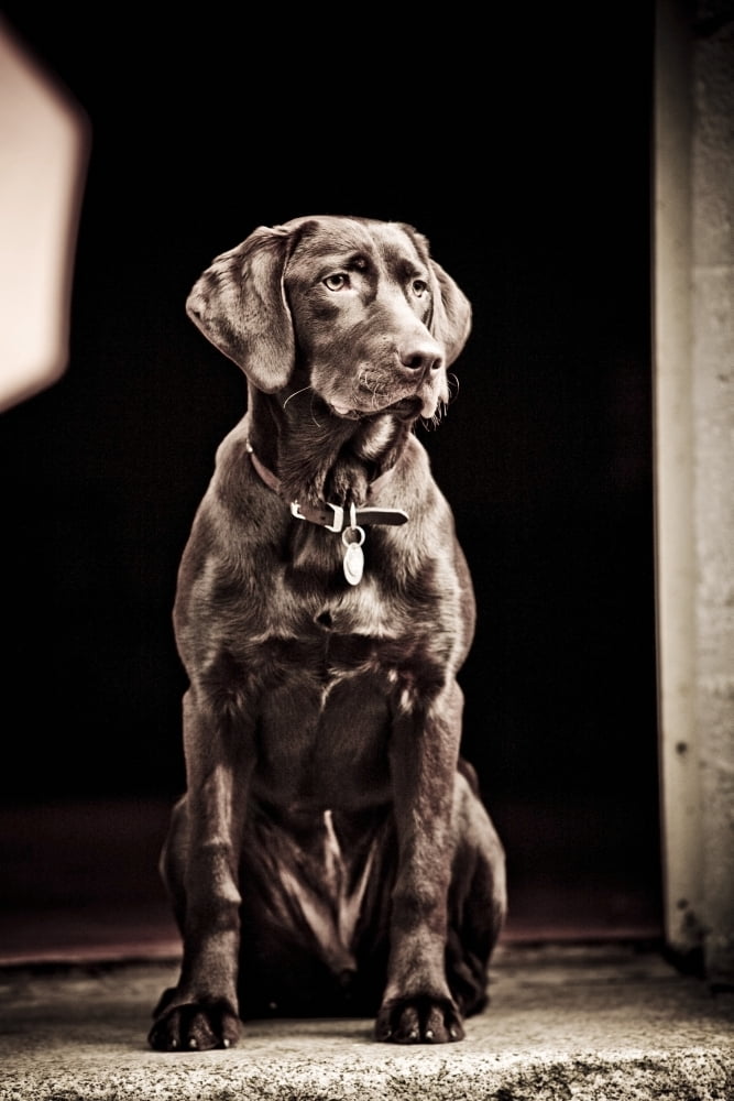 Chocolate Labrador Retriever Portrait Of A Labrador Canvas Art - David DuChemin Design Pics (24 x 38)