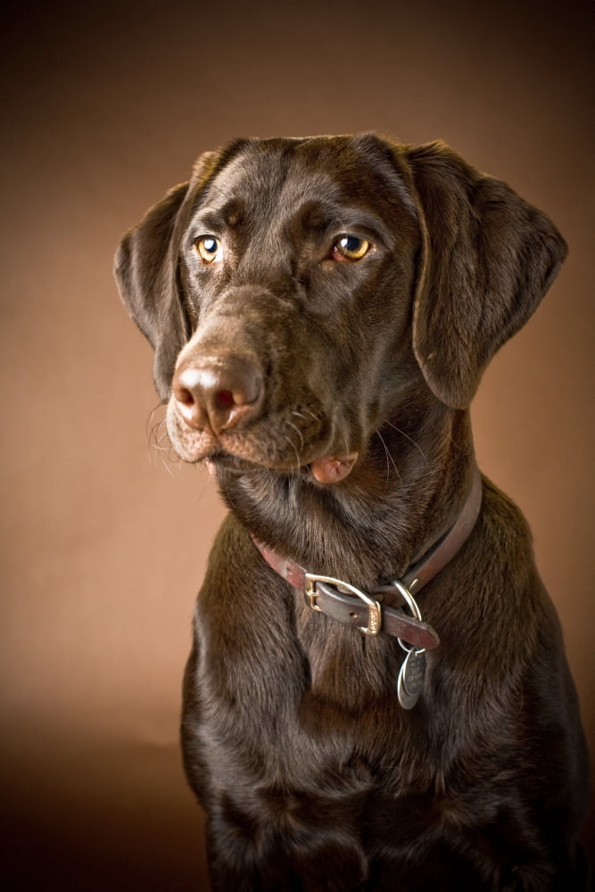 Chocolate Labrador Retriever Portrait Of A Labrador Canvas Art - David DuChemin Design Pics (24 x 38)