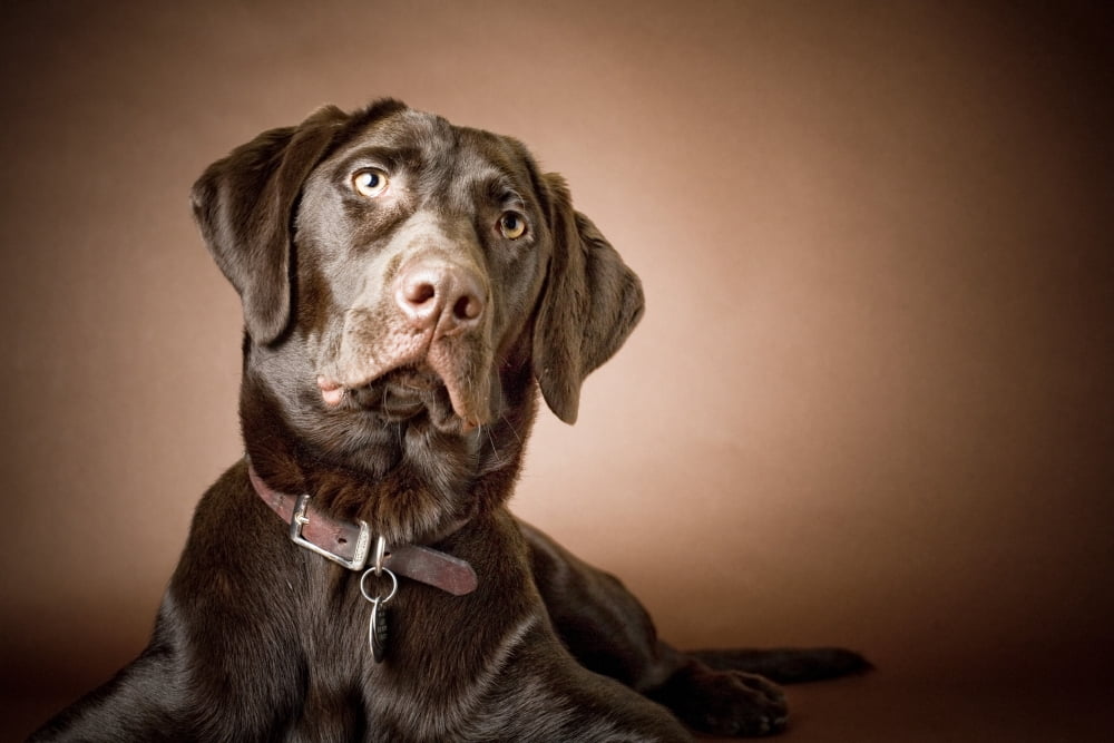 Chocolate Labrador Retriever Portrait Of A Labrador Canvas Art - David DuChemin Design Pics (38 x 24)