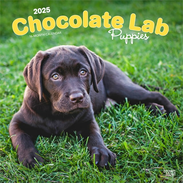 Chocolate Labrador Retriever Puppies 2025 12x24" Wall Calendar