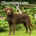 thumbnail image 1 of Chocolate Labrador Retrievers | 2024 12x24" (Hanging) Wall Calendar | BrownTrout, 1 of 8