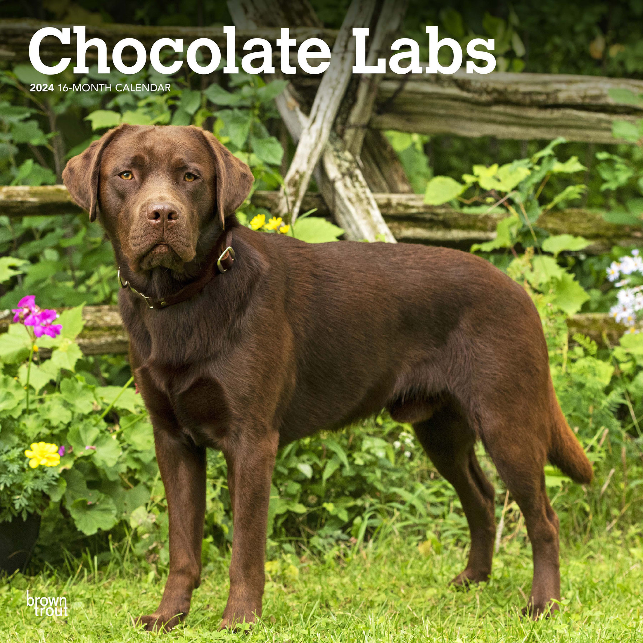 Chocolate Labrador Retrievers | 2024 12x24 Chocolate Labrador Retrievers | 2024 12x24