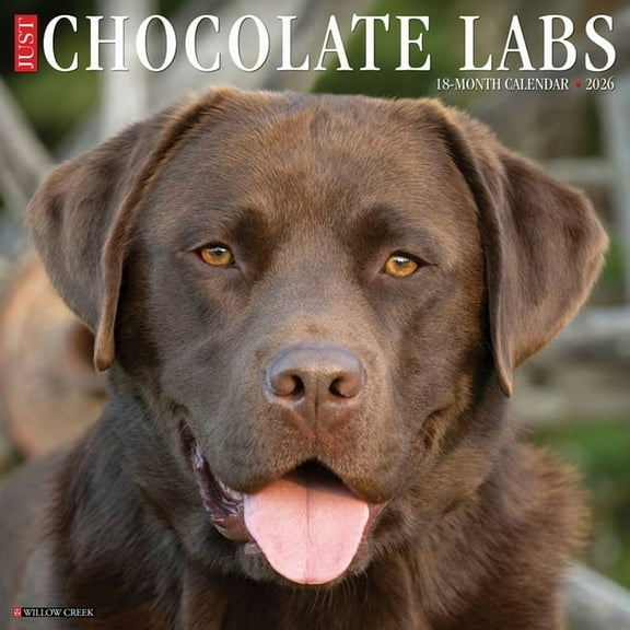 Chocolate Labs 2026 Wall Calendar, (Paperback)