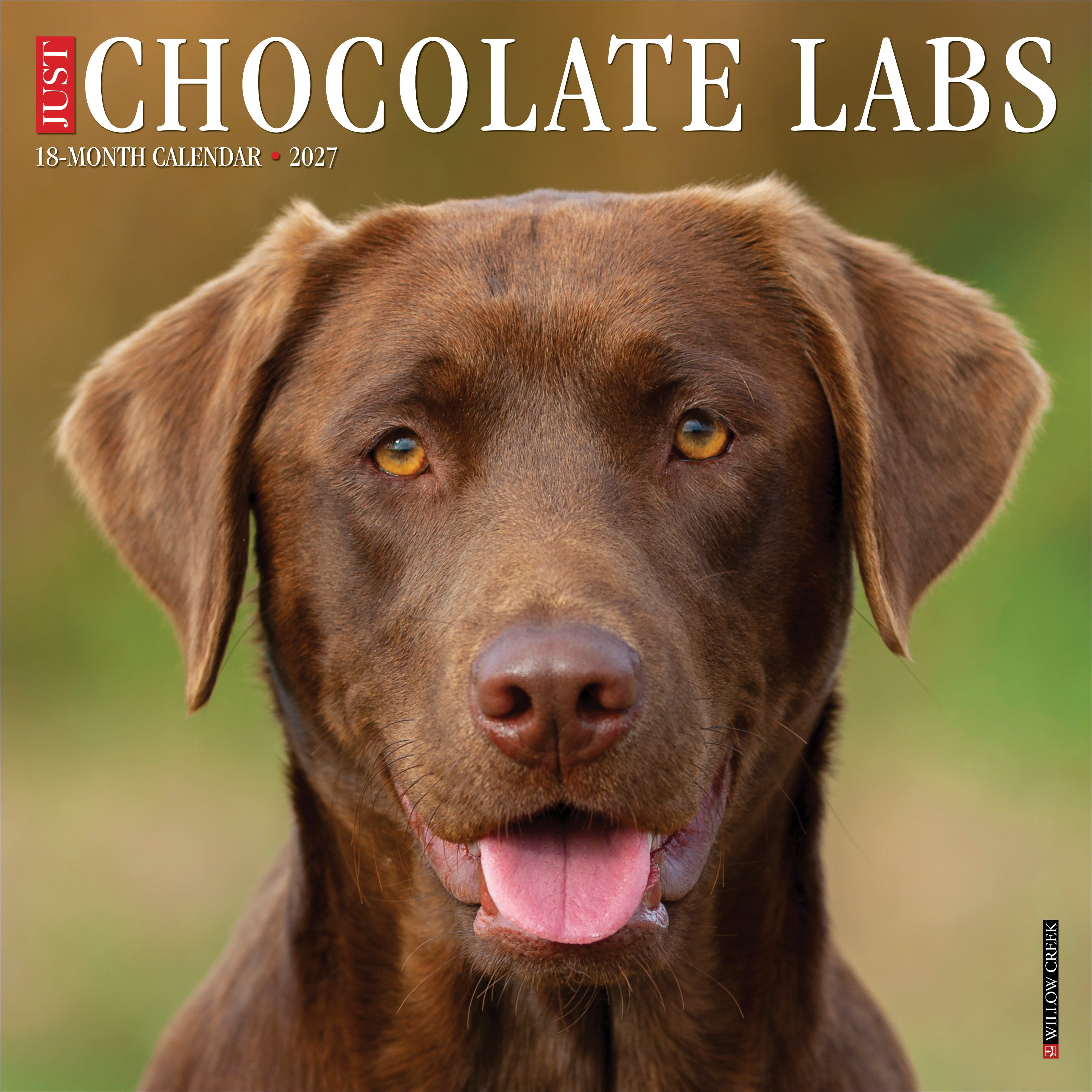 Willow Creek Press, Chocolate Labs 2027 Wall Calendar