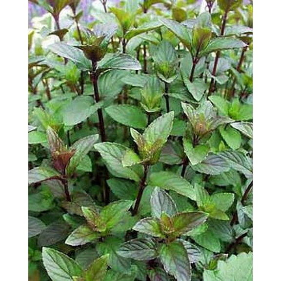 Chocolate Mint - Grow Indoors or Out - Live Plant - 3" Pot