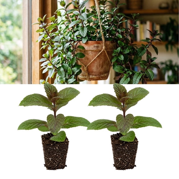 Chocolate Mint Live Plants, Easy Care Herb Garden Starter, Indoor Kitchen Pots (4 Inch Tall)
