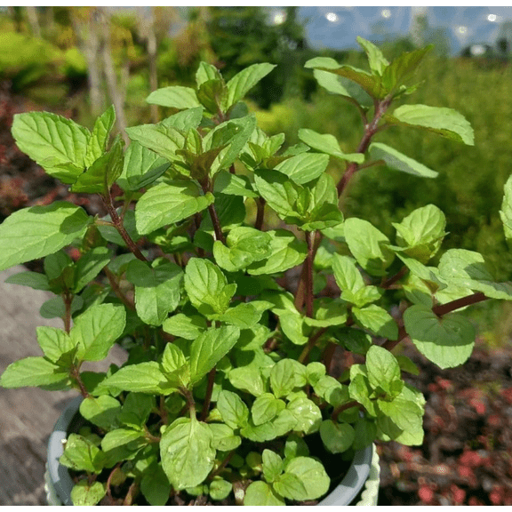 Chocolate Mint Plant Live, Chocolate Mint Herbs for Planting Indoor Outdoor, Well Rooted Starter Plants, 5 Inch Height in 4 Inch Pot