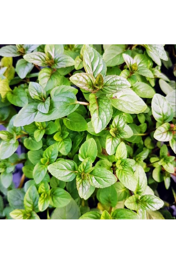 Chocolate Mint Plant Live for Planting, Chocolate Mint Fresh Herb Plant for Patio and Garden, Culinary Herbs Fragrant Leaves, 2-4 Inch Tall