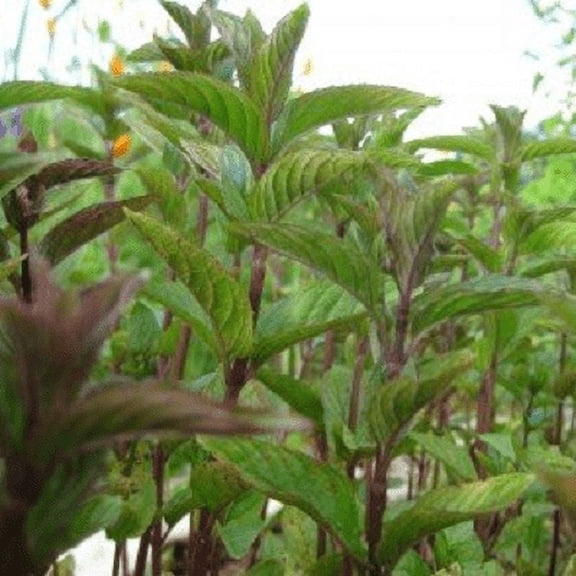 Chocolate Mint Plants, 2 Live Herb Plants in 4 in Pots, Non-GMO, Perennial