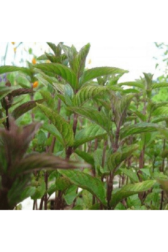 Chocolate Mint Plants, 2 Live Herb Plants in 4 in Pots, Non-GMO, Perennial