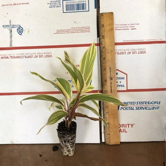 Chocolate Queen Cordyline