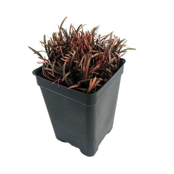 Chocolate Sedge Grass - Carex berggrenii - 2.5" Pot - Fairy Garden