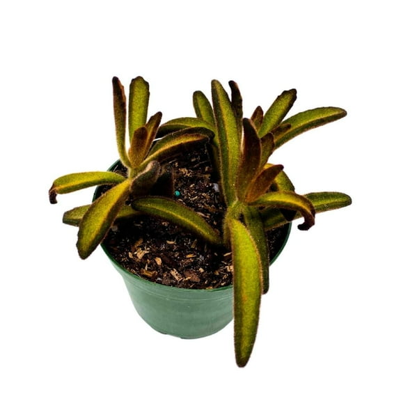 Chocolate Solider Succulent, 4 inch Panda Plant, Velvet Leaf kalanchoe