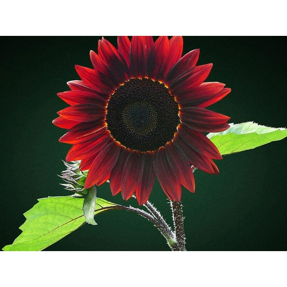 Chocolate Sunflower Seeds for Planting | 50 Pack of Seeds | Grow Exotic Chocolate Cherry Sunflowers | Rare Garden Seeds for Planting