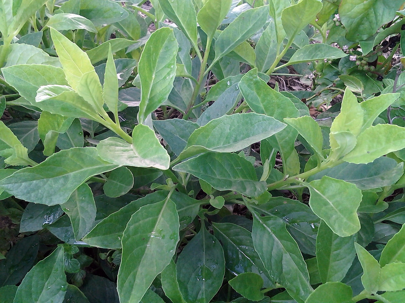 Cholesterol Moluccan Spinach - Dawn Dewa - Gynura - Edible Houseplant - 4" Pot