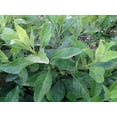 thumbnail image 1 of Cholesterol Moluccan Spinach - Dawn Dewa - Gynura - Edible Houseplant - 4" Pot, 1 of 1