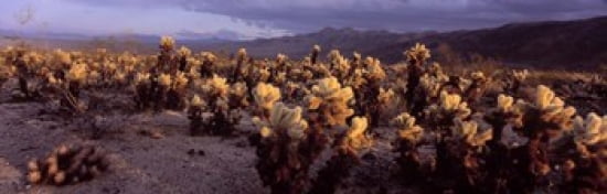 Cholla Cactus in a desert California USA Canvas Art - Panoramic Images (36 x 12)