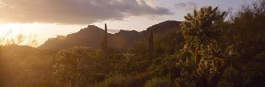 Cholla Cactus in a field Phoenix Maricopa County Arizona USA Canvas Art - Panoramic Images (18 x 6)