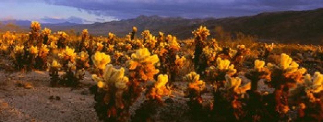 Cholla cactus at sunset Joshua Tree National Park California Canvas Art - Panoramic Images (30 x 12)