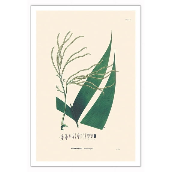Chontilla Palm Tree (Geonoma Interrupta) - Vintage Botanical Illustration by Carl Friedrich Philipp von Martius c.1820s - Fine Art Matte Paper Print (Unframed) 30x44in