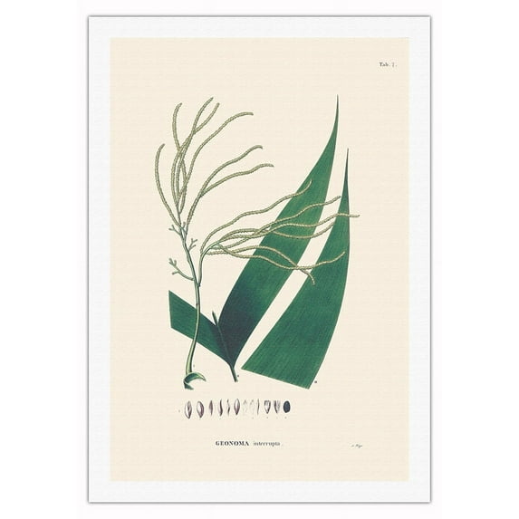 Chontilla Palm Tree (Geonoma Interrupta) - Vintage Botanical Illustration by Carl Friedrich Philipp von Martius c.1820s - Fine Art Rolled Canvas Print 27in x 40in