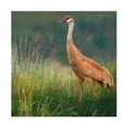 thumbnail image 1 of Chris Vest 'In the Water II' Canvas Art, 1 of 3