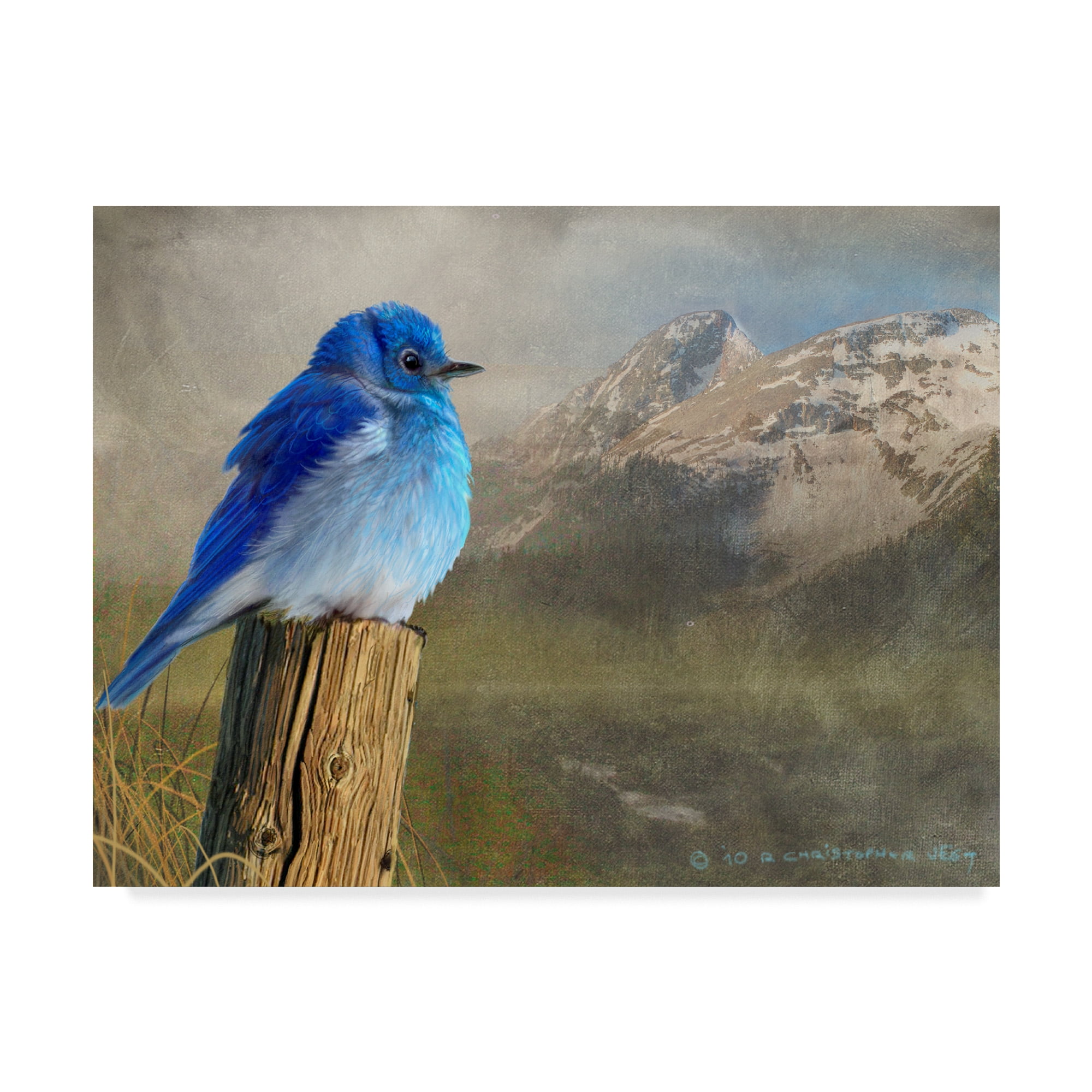 Chris Vest 'Mountain Blue Birds' Canvas Art